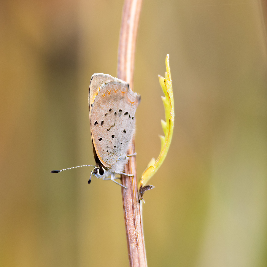 5th - I am a leaf (honest) - Stephen Smith